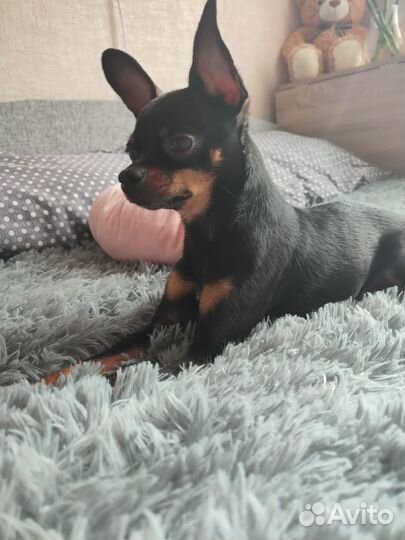 Вязка той-терьер