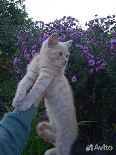 Котенок в добрые руки