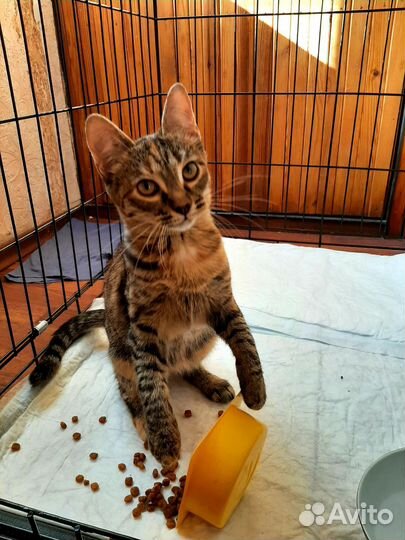 Ласковый котёнок в добрые руки