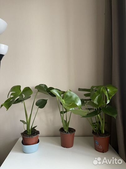 Растение Монстера