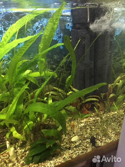 Аквариум 200 литров с тумбой