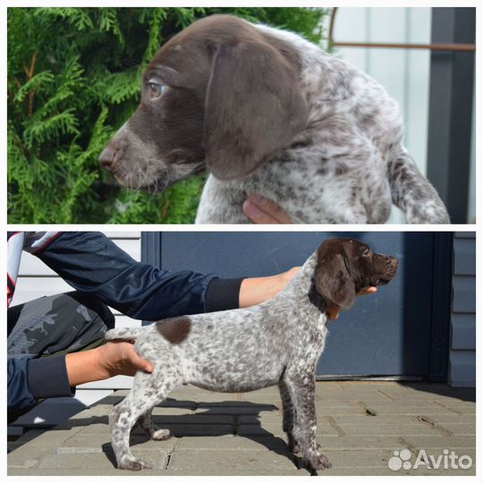 Щенки курцхаар РКФ