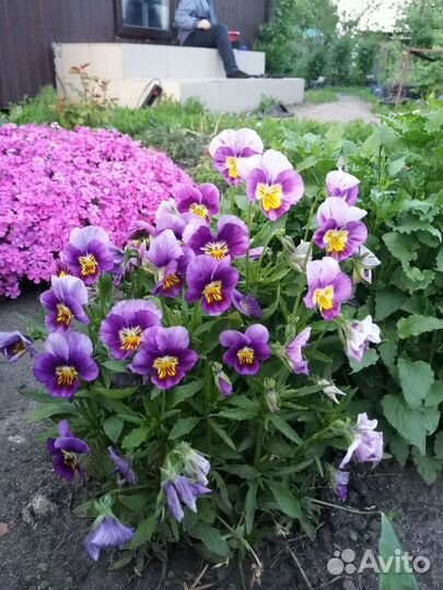 Семена цветов