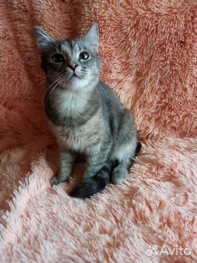 Голубое сокровище