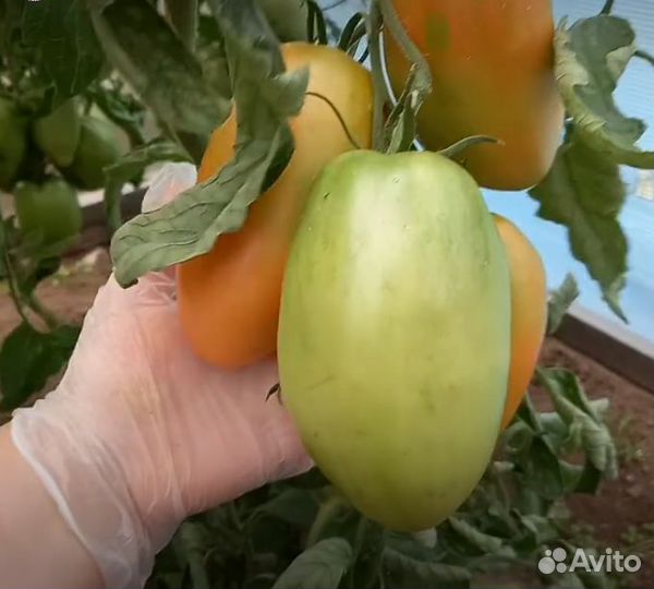 Фермерские теплицы