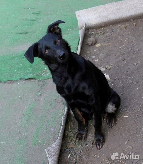 Кобелек в добрые руки