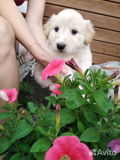 Собаки бесплатно в добрые руки щенки