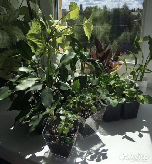 Пеперомии, спатифилум, аихризон