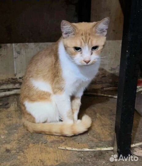 Быстро угасает истощенный, добрый, трусливый рыжик