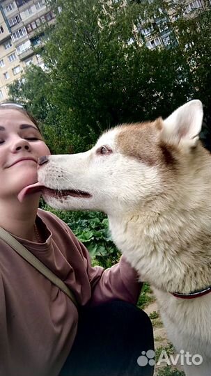 Выгульщик собак/догситтер