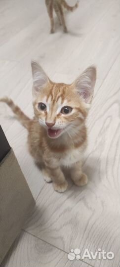 Отдам котят в добрые руки