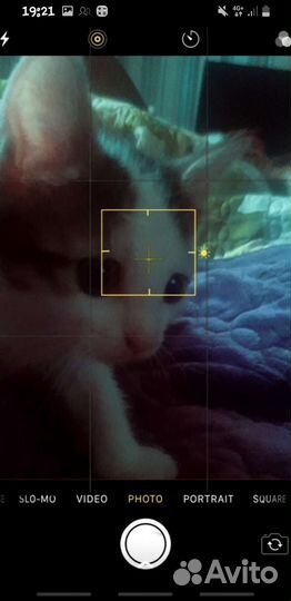 Котята турецкой ангоры