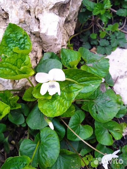 Гейхера и садовые растения