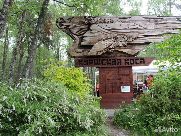 Экскурсия — Калининград — Куршская коса: древние л