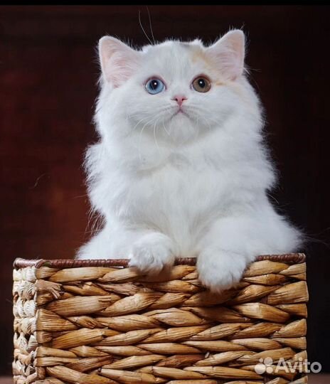 Шотландская разноглазая девочка