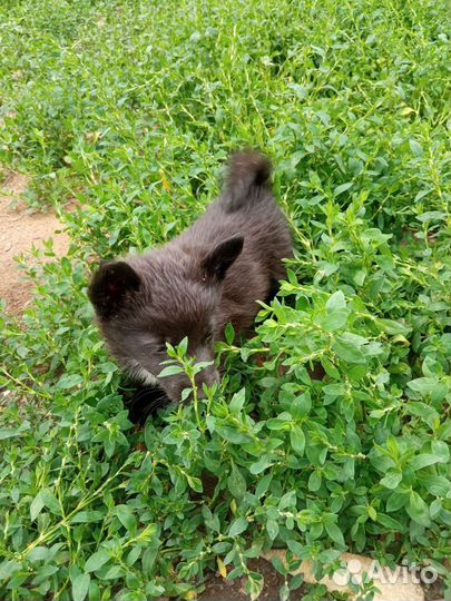 Собаки беспла