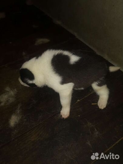 Щенки лайки