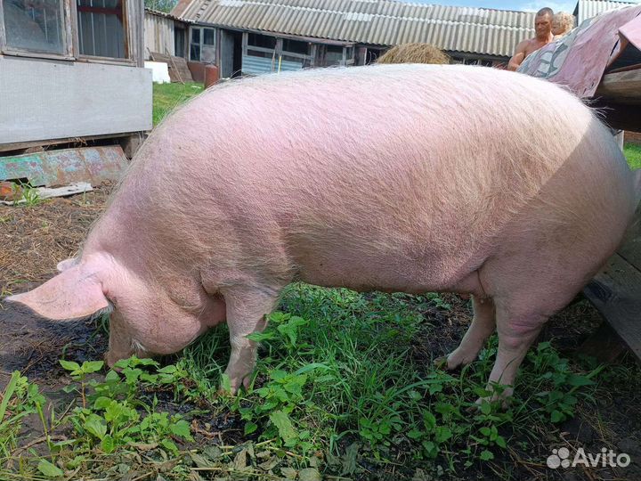 Свинья на мясо,Свиноматка и кабанчик