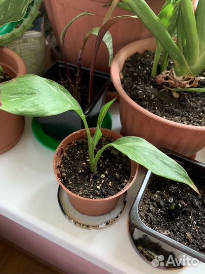 Спатифиллум Домино