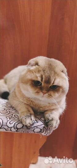 Шотландская