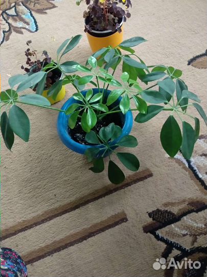 Кислица, шефлера