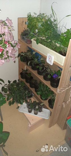 Фиалки белые