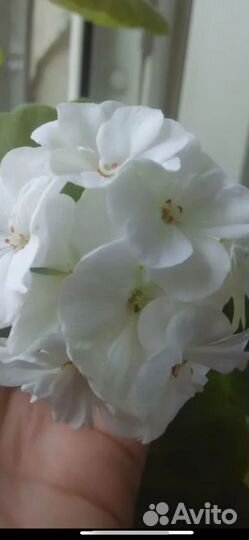 Гвоздика розовая