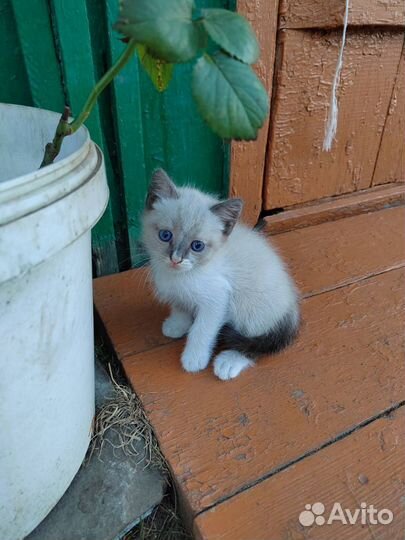 Котята в добрые руки бесплатно мальчики