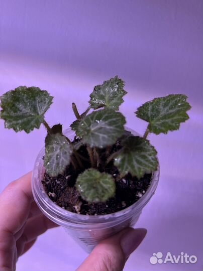 Камнеломка плетеносная