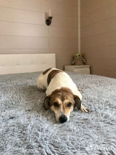 Маленькая собачка Мия 2 года