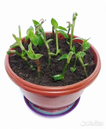 Золотой ус - домашний лекарь. Продажа и обмен