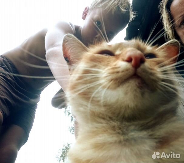 Молодой рыжик Федя