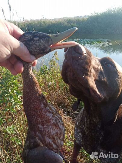 Вязка курцхаара