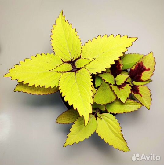 Колеусы вегетативные