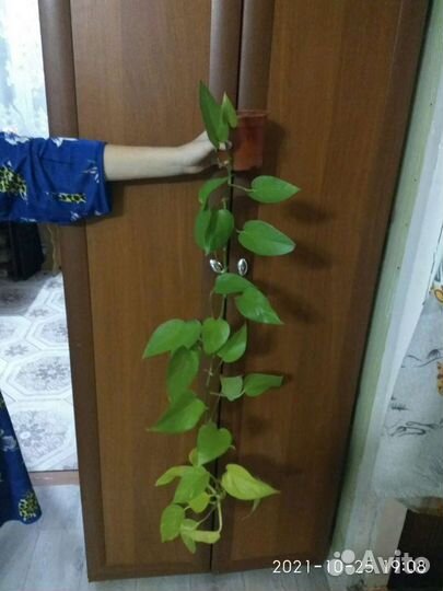 Цветы комнатные зомиакулькас,фикус,примулы