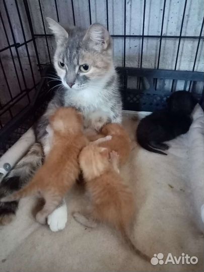 Котята и кошка в добрые руки бесплатно