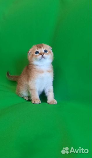 Шотландские котята