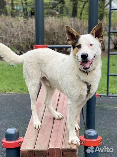 Собаки бесплатно