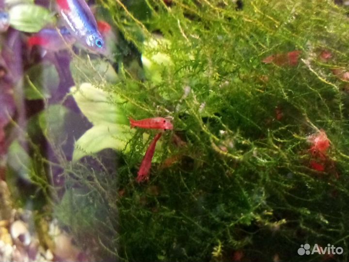 Аквариумные креветки