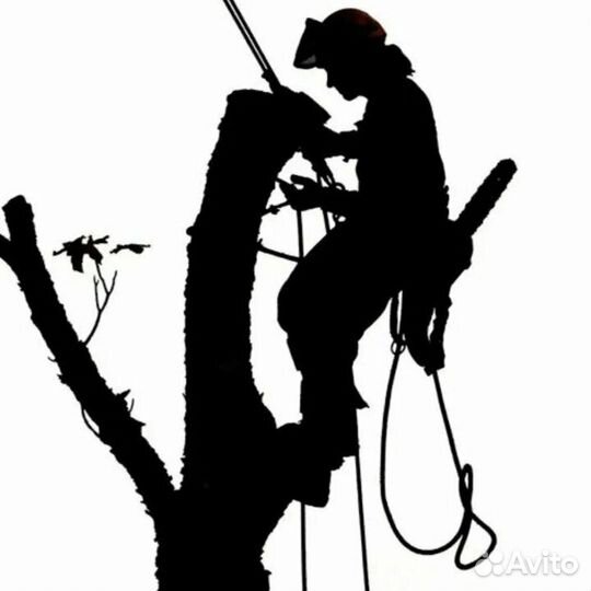 Валка аварийных деревьев