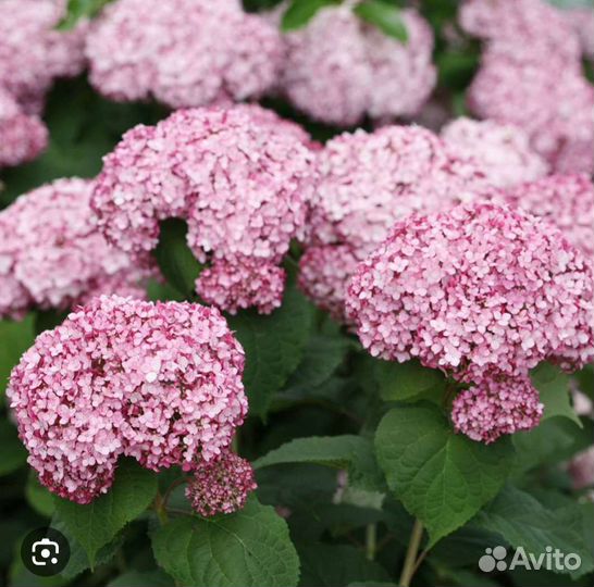 Гортензия древовидная розовая