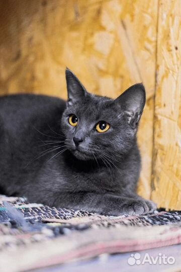 В добрые руки