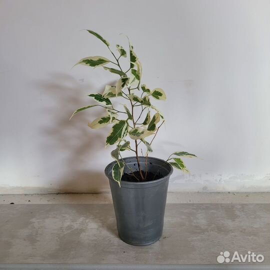 Фикус бенджамина пестролистный