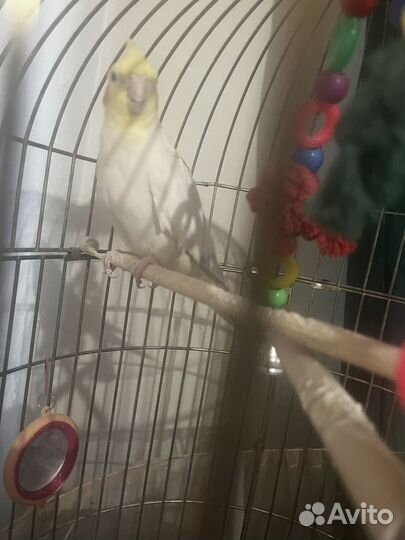 Попугай корелла девочка