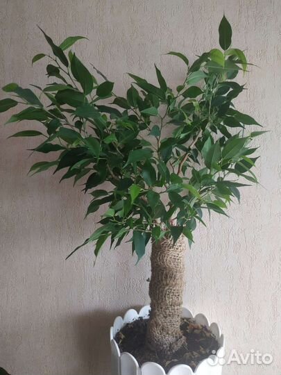 Фикус Бенджамина, сорт Грин кинки