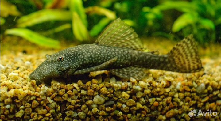 Аквариумные рыбки,живой корм