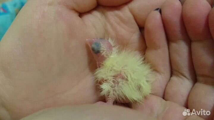 Кореллы выкормыши