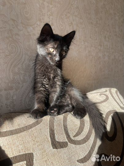 Черный котенок