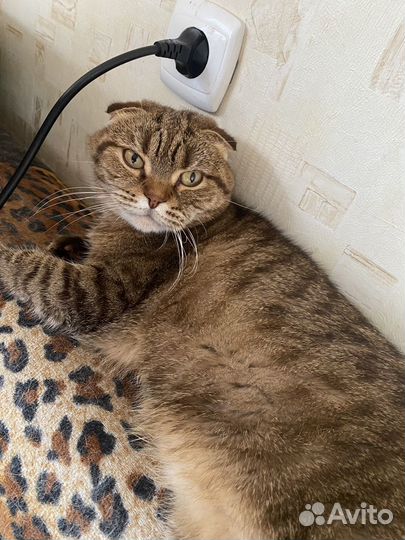 Шотландская вислоухая кошка