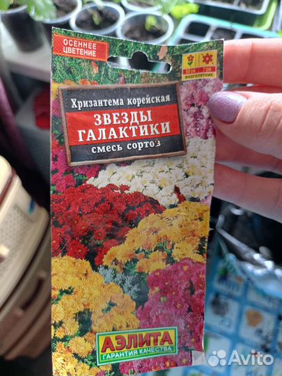 Хризантема кустовая